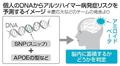 ＤＮＡで認知症リスクを予測