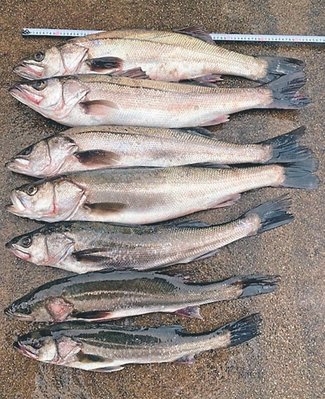 釣果はいけん<br />スズキ体長６９～８４センチ　内山知一さん（４８）富山市長附